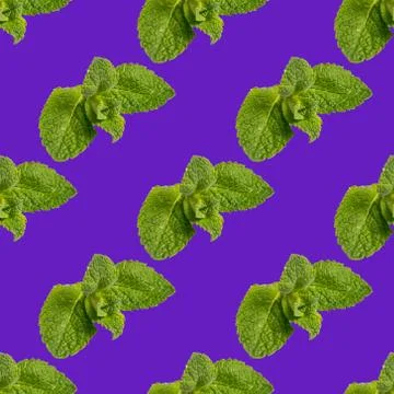 Seamless pattern made of mint leaves on a purple background. Stock Illustration
