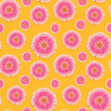 Seamless pattern made of pink gerbera flower on a yellow background. Stock Photos