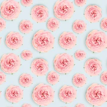 Seamless pattern made of pink rose flower on a blue background. Stock Photos