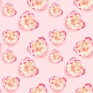 Seamless pattern made of rose flower. Stock Photos