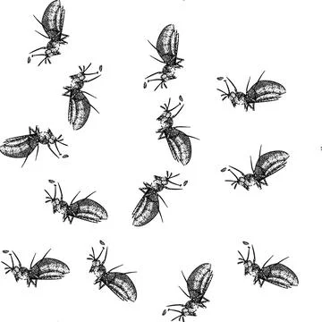 Seamless pattern malaria mosquito sketch hand drawn Stock Illustration