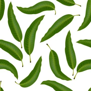 Seamless pattern with mango leaf. Realistic vector illustration plant. 스톡 일러스트