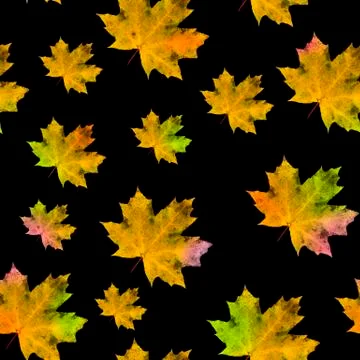 Seamless pattern, maple leaves of autumn multicolored coloring on a black bac Stock Photos