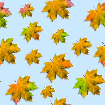 Seamless pattern with maple leaves for autumn coloring on a light blue backgr Stock Photos
