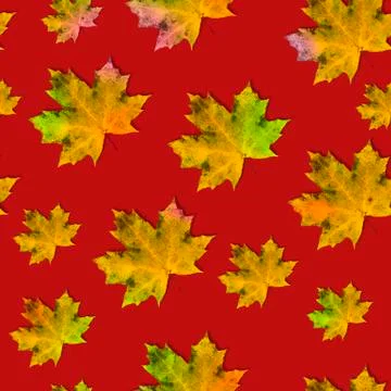 Seamless pattern. Maple leaves for autumn coloring on a red background, thank Stock Photos