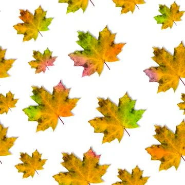 Seamless pattern with maple leaves for autumn coloring on a white background, Stock Photos