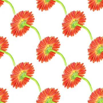 Seamless pattern with marigold flower Stock Illustration