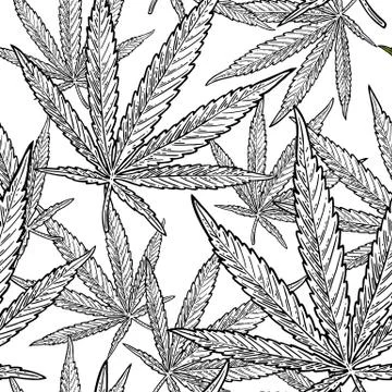 Seamless pattern with marijuana leaf. Vintage black vector engraving illust.. Stock Illustration