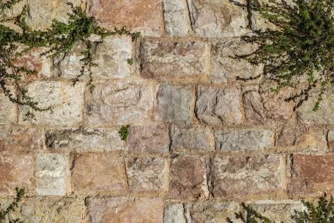 Seamless pattern of masonry wall of old stone blocks with green plants Stock Photos