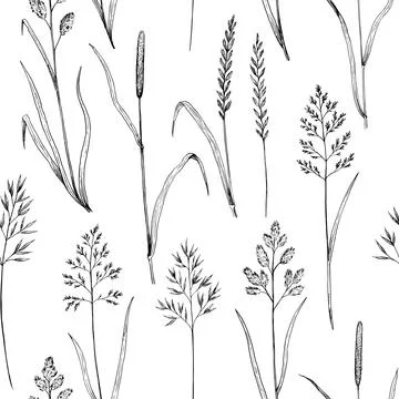 Seamless pattern with meadow grass. Ink drawing of wild cereals. Vector ill.. Stock Illustration