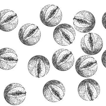 Seamless pattern melon cantaloupe sketch hand drawn Stock Illustration