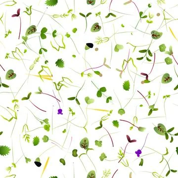 Seamless pattern of microgreens on white background Stock Illustration