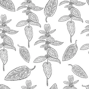 Seamless pattern with mint leaves and plants. Hand drawing. Stock Illustration