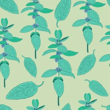 Seamless pattern with mint leaves and plants. Hand drawing. Stock Illustration