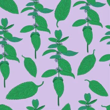 Seamless pattern with mint leaves and plants. Hand drawing. Stock Illustration