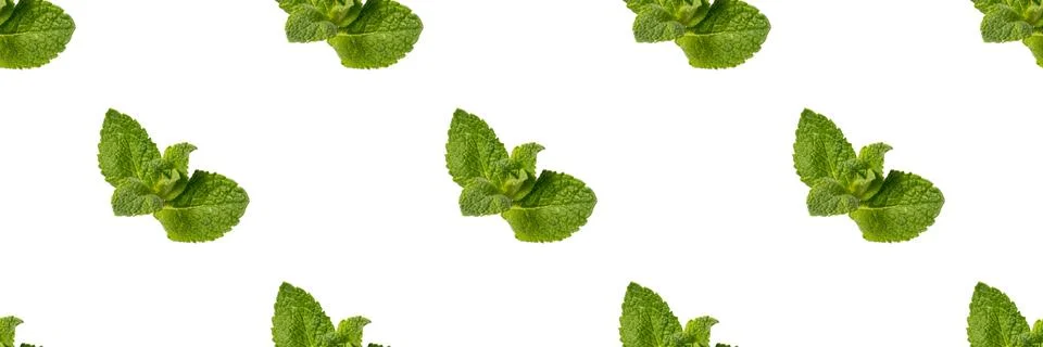 Seamless Pattern with mint leaves isolated on white background. Foto stock