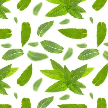 Seamless pattern with mint leaves on white. Foto stock
