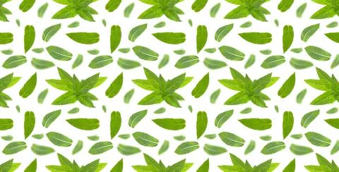 Seamless pattern with mint leaves on white. Stock Photos