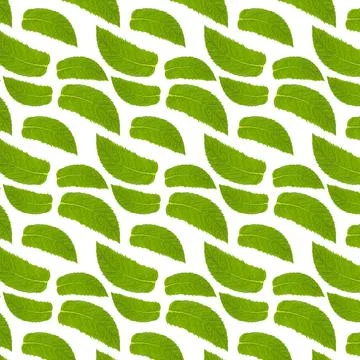 Seamless pattern with mint leaves on white. Foto stock