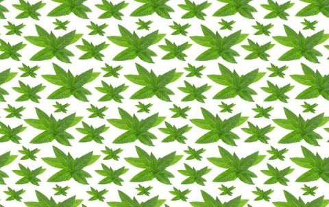 Seamless pattern mint plant isolated on white. Foto stock