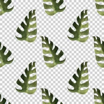 Seamless pattern of monstera and philodendron watercolor leaves hand drawn Stock Illustration