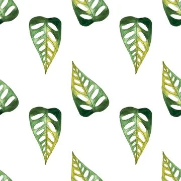 Seamless pattern of monstera and philodendron watercolor leaves hand drawn Stock Illustration