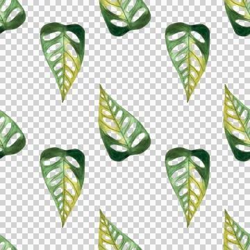 Seamless pattern of monstera and philodendron watercolor leaves hand drawn Stock Illustration