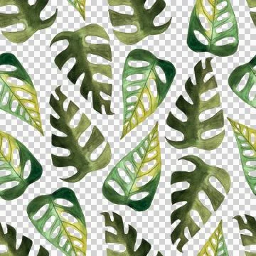 Seamless pattern of monstera and philodendron watercolor leaves hand drawn Stock Illustration