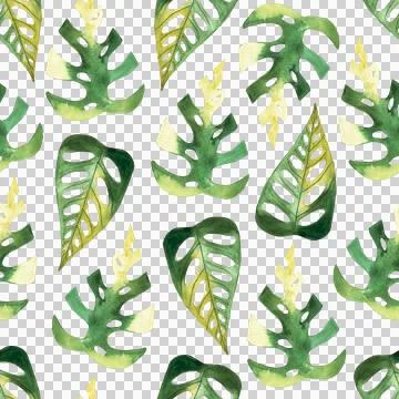Seamless pattern of monstera and philodendron watercolor leaves hand drawn Illustrazione stock