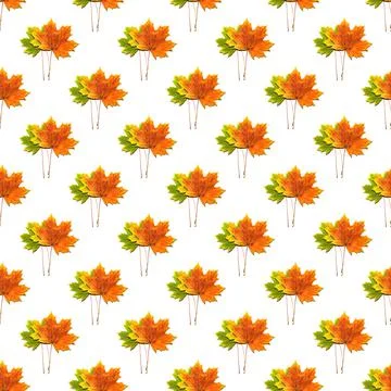 Seamless pattern of multicolored maple leaves on a white background Stock Photos