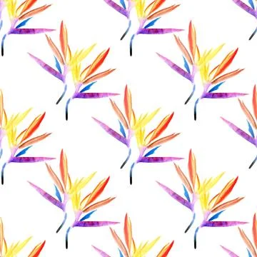 Seamless pattern of multicolored strelitzia flower drawn in watercolor on a Stock Illustration