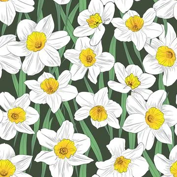 Seamless pattern of narcissus flowers on dark green background Stock Illustration