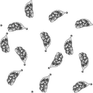 Seamless pattern natural cardamom sketch hand drawn 库存插图