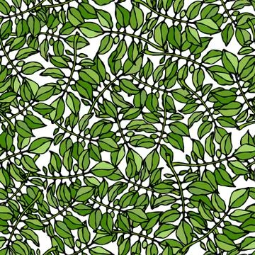 Seamless Pattern of Nightshade Plants Tomato or Potato Leaves. Botanical Gard Stock Illustration