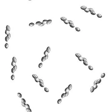 Seamless pattern oil sacha inchi sketch hand drawn Stock Illustration