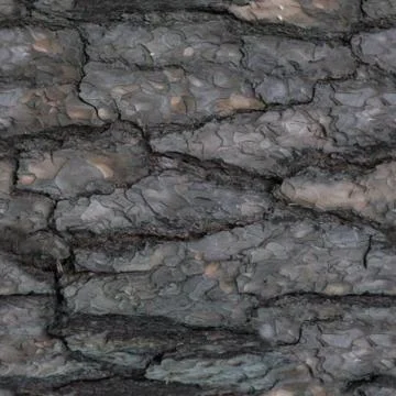 Seamless pattern of old tree barque Stock Photos