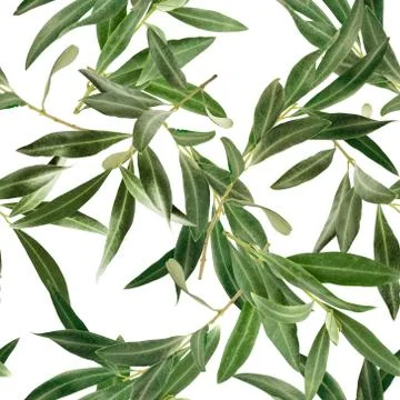 Seamless pattern with olive tree branches on white Stock Photos