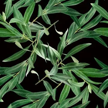 Seamless pattern with olive tree branches on black Stock Photos