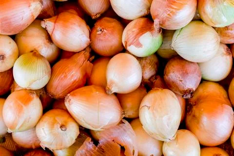 Seamless pattern with onion. Abstract background Stock Photos