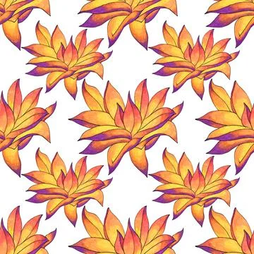 Seamless pattern orange and yellow succulent haworthia home plant on white Stock Illustration
