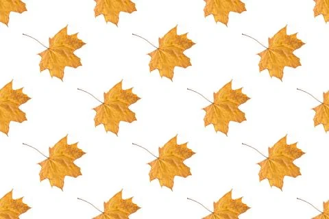 Seamless pattern of orange autumn maple leaves isolated on white background Stock Photos