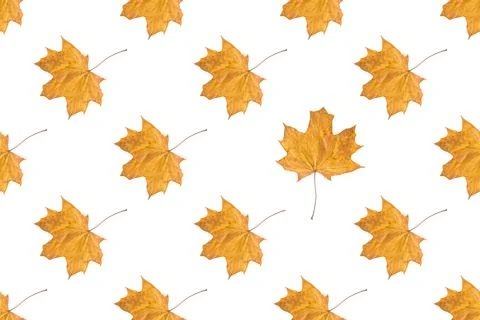 Seamless pattern of orange autumn maple leaves isolated on white background Stock Photos