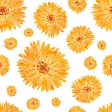 Seamless pattern of orange calendula officinalis. Watercolor hand drawn bot.. Stock Illustration
