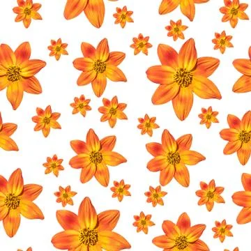 Seamless pattern orange flowers isolated on white background Illustrazione stock