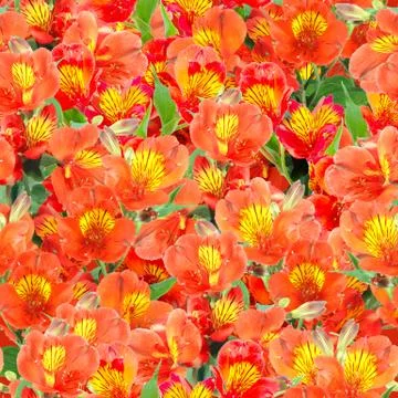 Seamless pattern of orange lily flowers Stock Photos