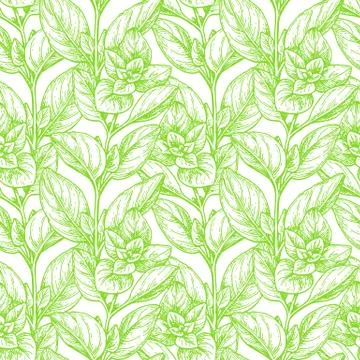 Seamless pattern with oregano. Stock Illustration