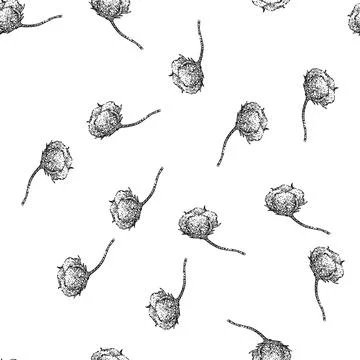 Seamless pattern organic cotton plant sketch hand drawn Illustrazione stock
