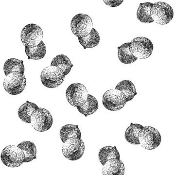 Seamless pattern organic longan fruit sketch hand drawn Stock Illustration