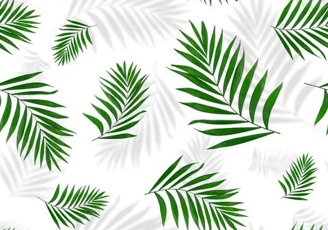 Seamless pattern of palm leaves with shadows isolated on white background. Stock Photos