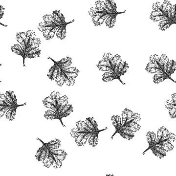 Seamless pattern parsley coriander sketch hand drawn Stock Illustration